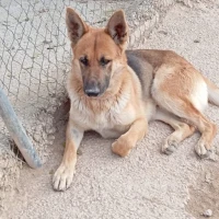 Adopta a Rex - Pastor Alemán Joven - Tlf 645978718