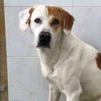 Adopta a Astérix
