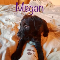 Adopta a Megan
