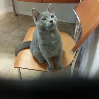 Rus