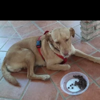 Adopta a Lara