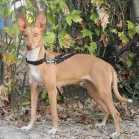 Adopta a Bela