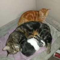 Adopta a Lulú Y Pomelo