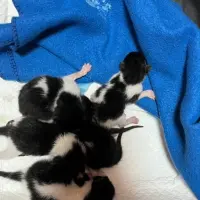 Adopta a Gatitos