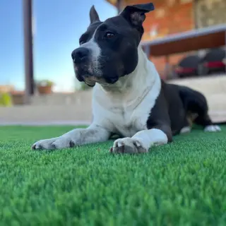 Thor