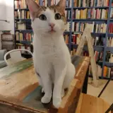 Adopta a Veleña