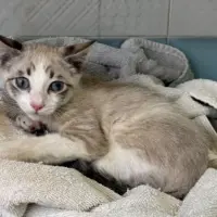 Adopta a Cuzon