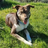 Adopta a Pata Palo