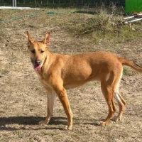 Adopta a Canela