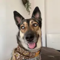 Adopta a Canela