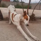 Adopta a Isla