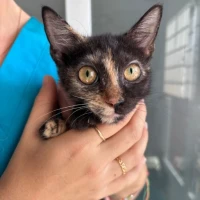 Adopta a Caracola