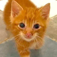 Adopta a Aveiro