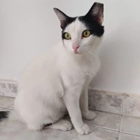 Adopta a Blanca