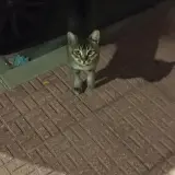 Adopta a Melon