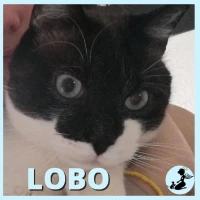 Adopta a Lobo