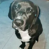 Adopta a Zeus