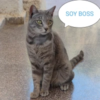 Adopta a Boss