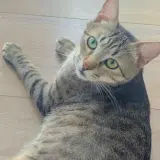 Adopta a Yaco