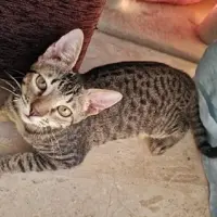 Adopta a Thanjiro