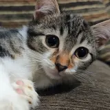 Adopta a Rio