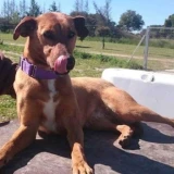 Adopta a Laia