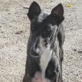 Adopta a Samba