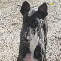 Adopta a Samba