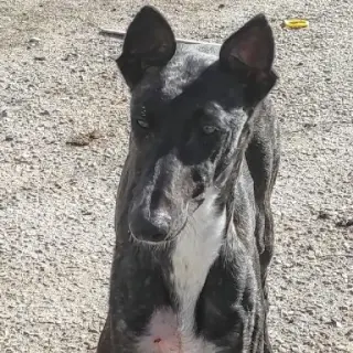 Samba
