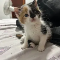 Adopta a Consu