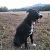 Adopta a Tyron