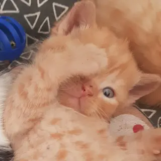 Rojito