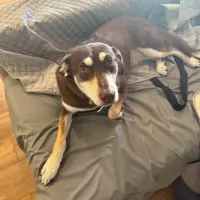 Adopta a Luna