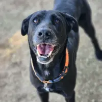 Adopta a Geiko