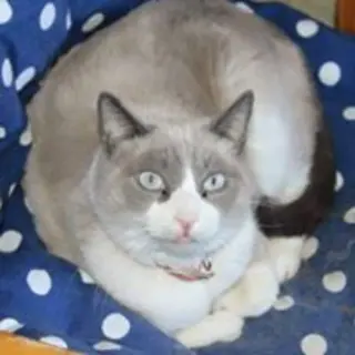 Medino Dulce Acuático