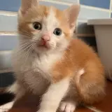 Adopta a Labras