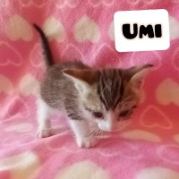 Adopta a Umi