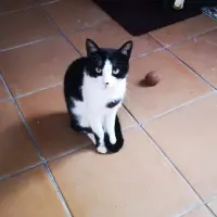 Adopta a Koko