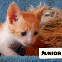 Adopta a Junior