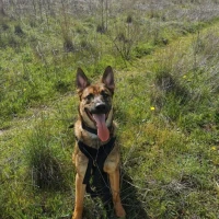 Adopta a Simba