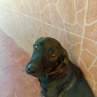 Adopta a Dala