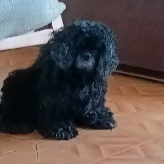 Lily