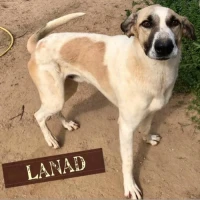 Adopta a Lanas