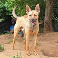 Adopta a Tiko