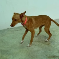 Adopta a Milagros Perrita En Adopción, 645978718