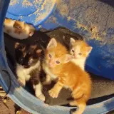 Adopta a Bebes