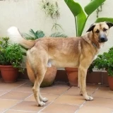 Adopta a Lucky