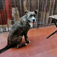 Adopta a Nissa