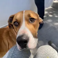 Adopta a Urfo