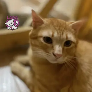 Kenan